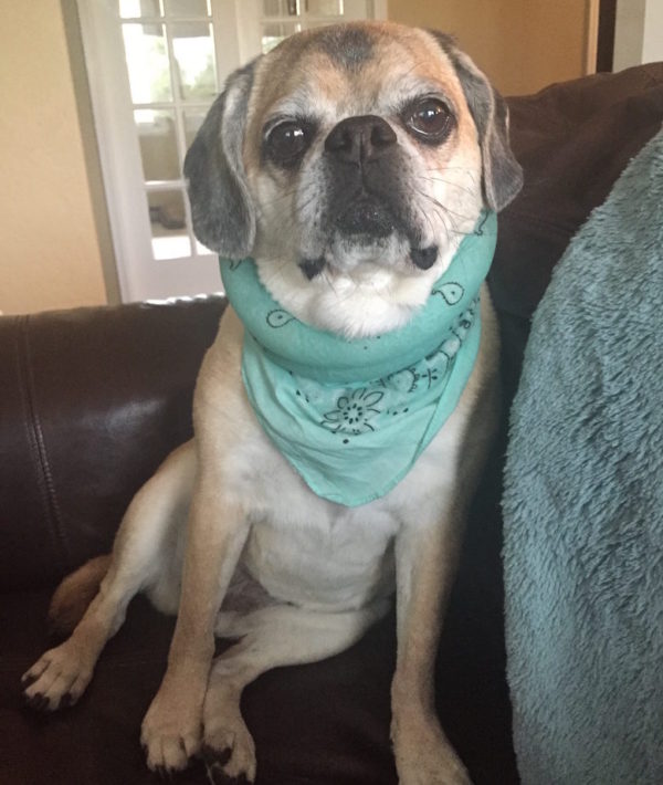 Bella in her cooling bandana