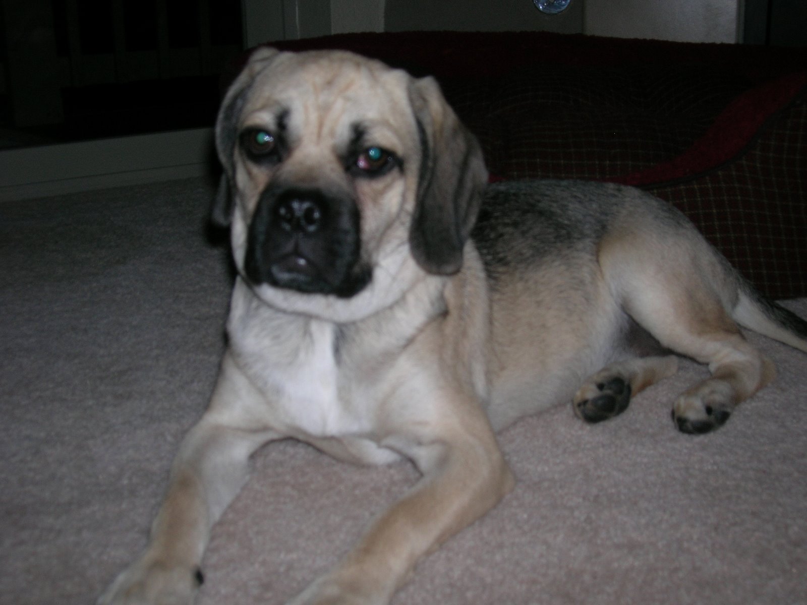 Brita the Middle Puggle