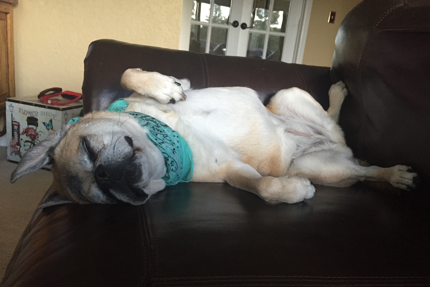 Too Hot for a Puggle